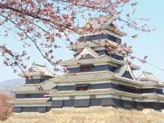 ♪桜と城～松本城
