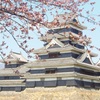 ♪桜と城～松本城