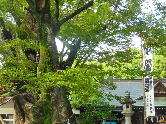 ご神木～熊谷高城神社様