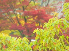 ♪駅前紅葉～栗東