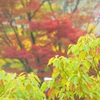 ♪駅前紅葉～栗東