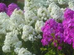 夏のお花が満開^-^/