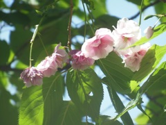 八重桜が咲いていました♪　新大阪