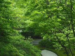 ☆緑豊かなお客様☆