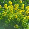 ♪菜の花～三浦