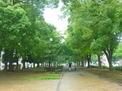 雨の横浜大通り公園