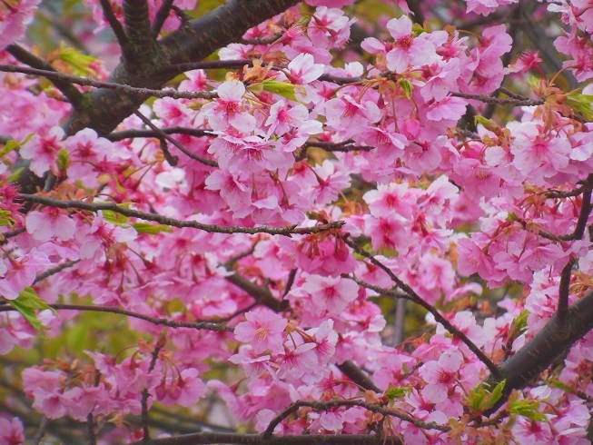 ♪河津桜～清水