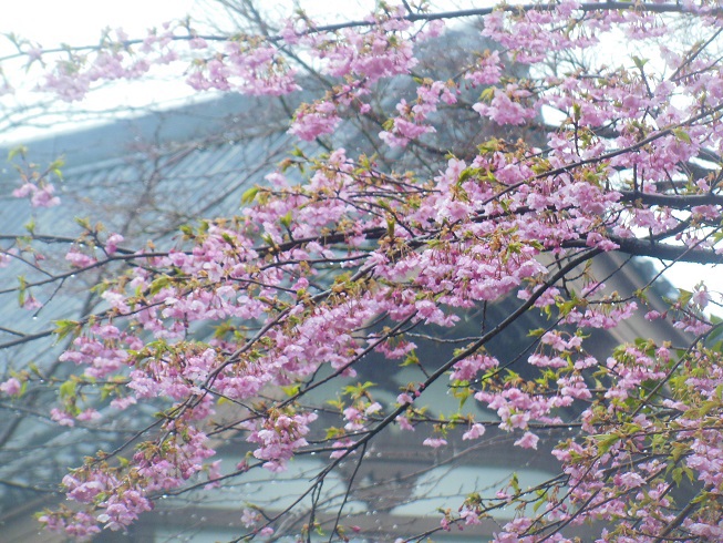 河津桜～鎌倉　光明寺