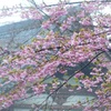 河津桜～鎌倉　光明寺