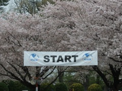 ♪米軍座間キャンプ桜祭り