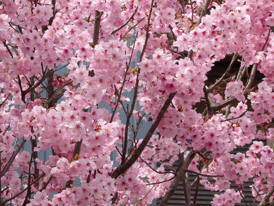 ♪ご近所様の桜＾＾