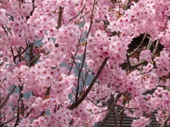 ♪ご近所様の桜＾＾