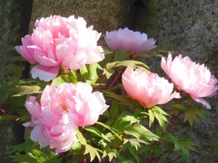 ♪牡丹～鶴岡八幡宮