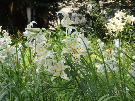 ♪山百合、、山中湖畔