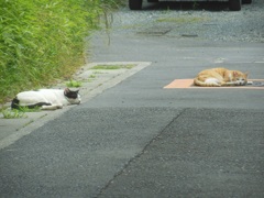 道路は気持ちいいニャン♪