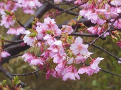 雨の河津桜♪