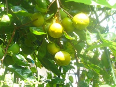 柿の収穫が楽しみ^^