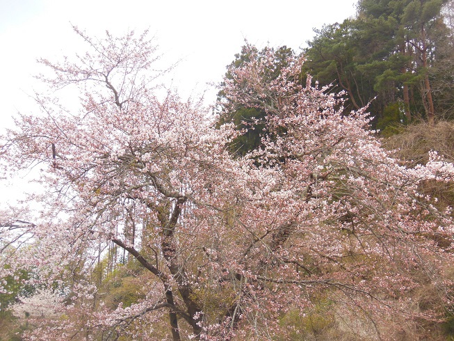 ♪満開～陸前高田