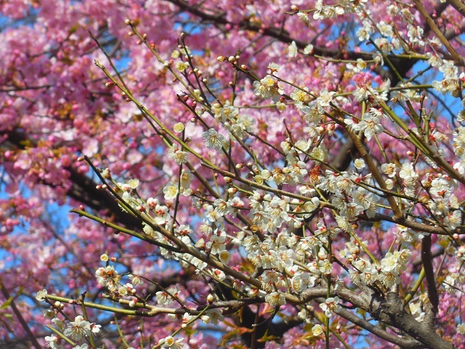 ♪河津桜と白梅～新宿御苑