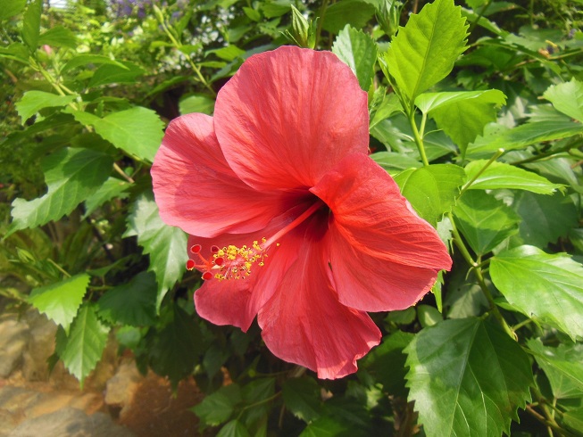 トロピカルのお花＾＾