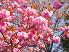 八重桜♪　横浜ビジネスパーク