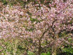 満開の河津桜～逗子