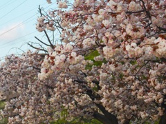 ♪八重桜が満開♪