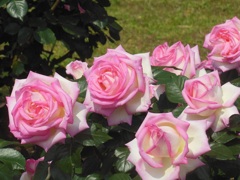 ライトピンクの薔薇♪　日比谷公園