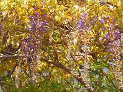 藤が咲いてきました♪