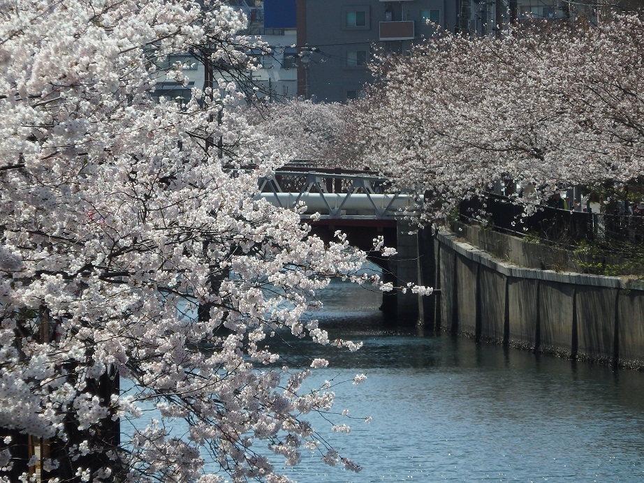♪大岡川の桜