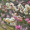 ♪梅林～芝離宮