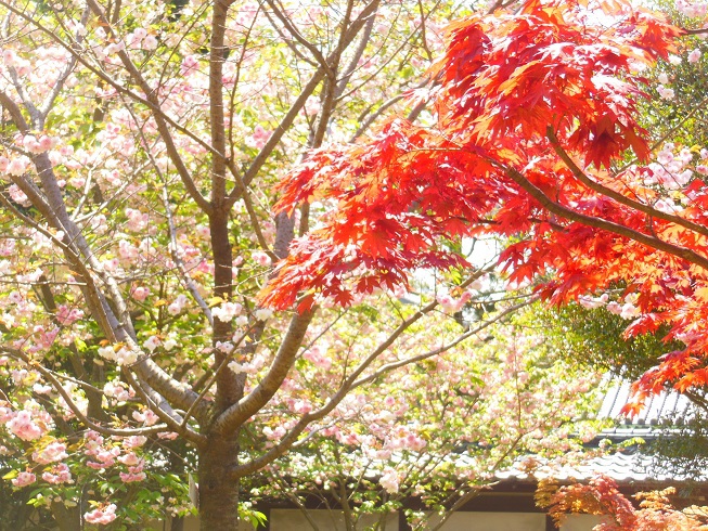 ♪モミジと八重桜　二条城