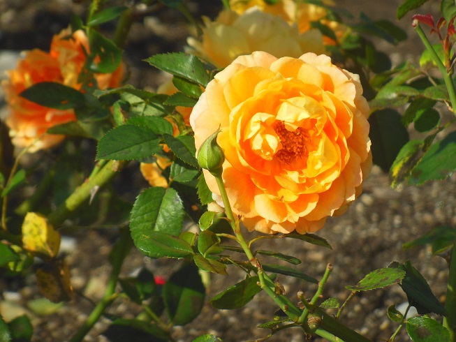 秋薔薇～鶴舞公園