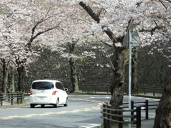 ♪桜のトンネルを行くHONDA＾＾