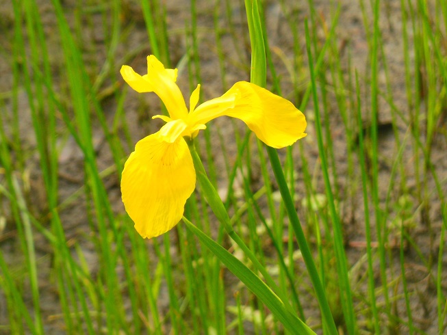 ♪洗足池の菖蒲田