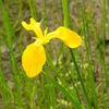 ♪洗足池の菖蒲田