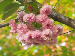 ♪浜町公園の八重桜♪