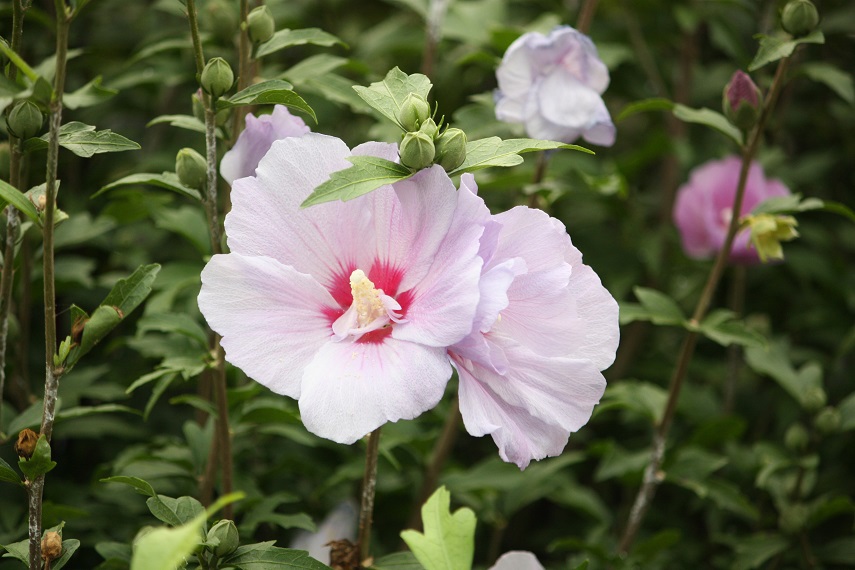 ♪夏のお花