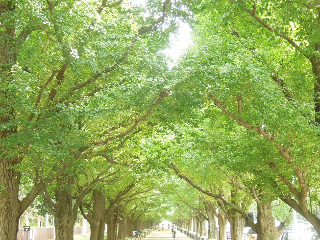 夏の銀杏並木　神宮外苑