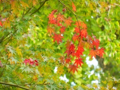 ♪紅葉と銀杏　長勝寺