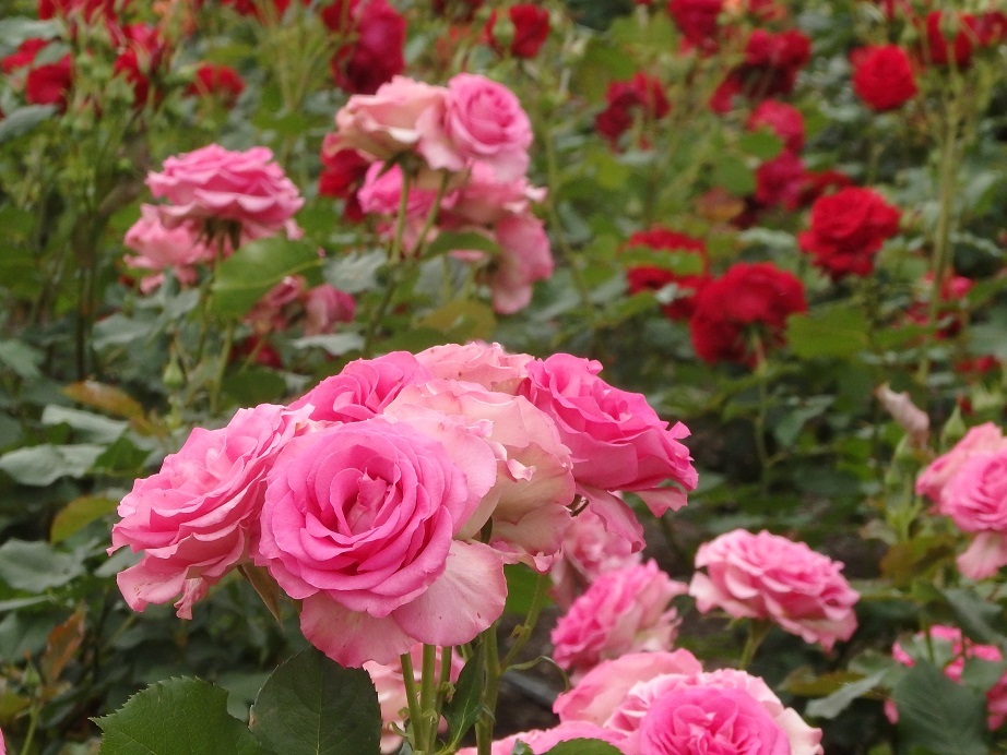 薔薇～名古屋鶴舞公園