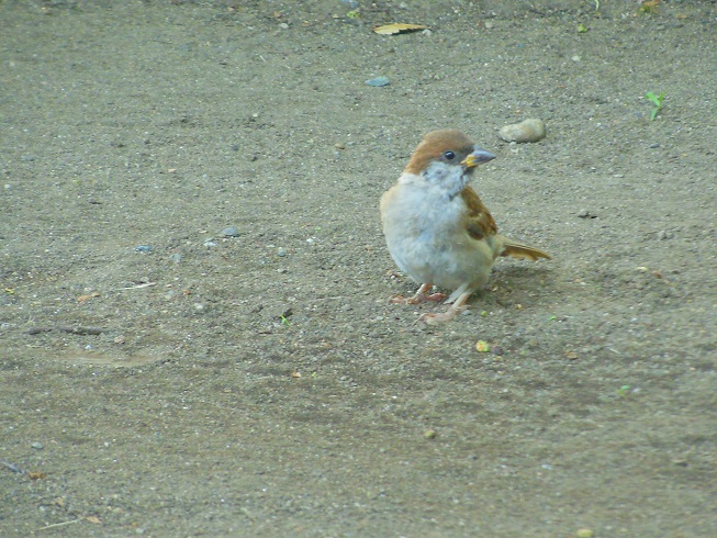 ♪八重洲のスズメ＾＾