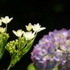 ♪東慶寺の紫陽花