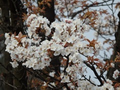 ♪桜～富山
