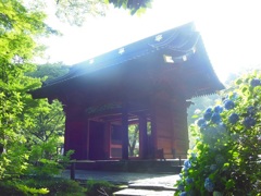♪鎌倉　妙本寺