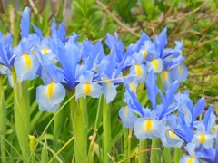 ♪神奈川県大和市♪