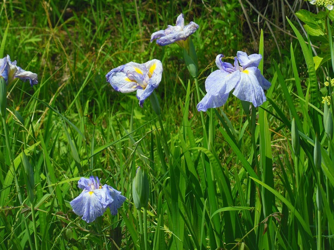 ♪菖蒲～岐阜県可児市