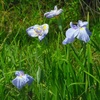 ♪菖蒲～岐阜県可児市