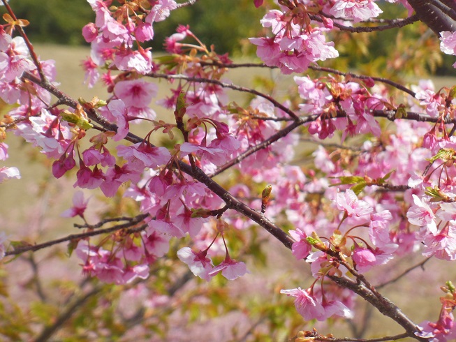 河津桜～静岡市清水区