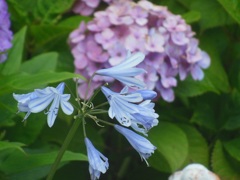 ♪アガパンと紫陽花♪　大和駅前